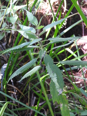 Urtica gracilis aquatica