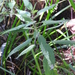 Urtica gracilis aquatica - Photo (c) jaqueline, algunos derechos reservados (CC BY-NC), subido por jaqueline