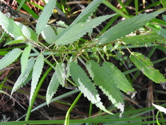 Urtica gracilis aquatica