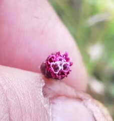 Florestina platyphylla