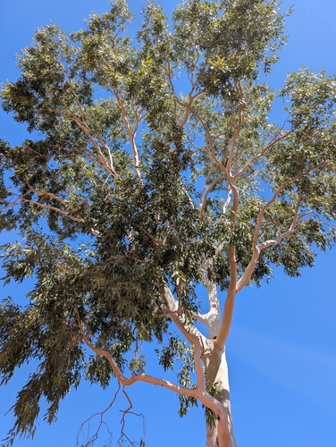Ghost Gum (Corymbia aparrerinja)