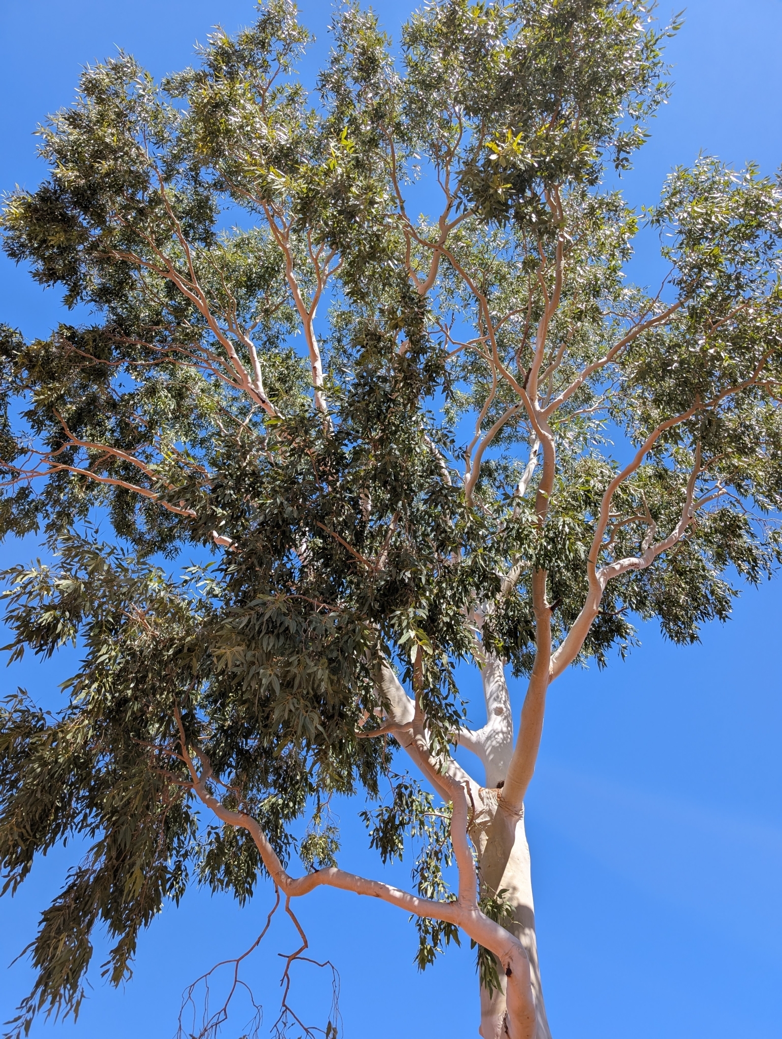 Ghost Gum (Corymbia aparrerinja)
