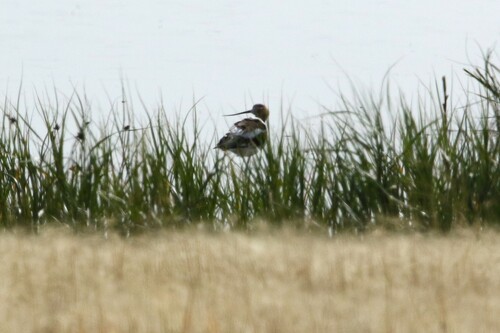 American Avocet