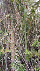 Dypsis madagascariensis