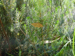 Rhodostrophia calabra