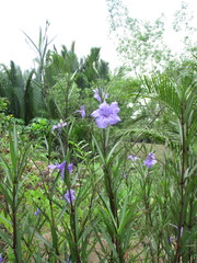 Ruellia simplex