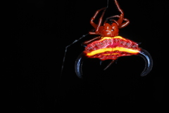 Gasteracantha thorelli