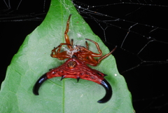 Gasteracantha thorelli