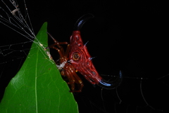Gasteracantha thorelli