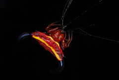 Gasteracantha thorelli