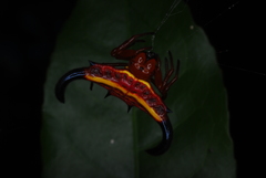 Gasteracantha thorelli