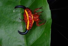 Gasteracantha thorelli