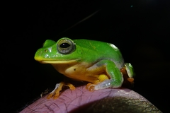 Zhangixalus taipeianus