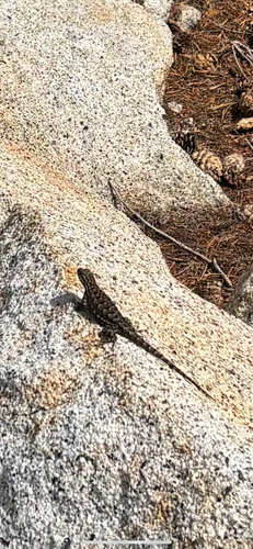 iNaturalist observation photo of Spiny Lizards