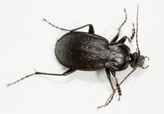 Carabus vinctus