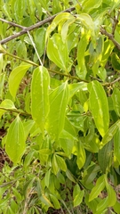 Strychnos madagascariensis