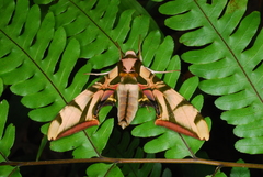 Batocnema coquerelii