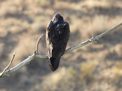 Turkey Vulture photographed in Nevada