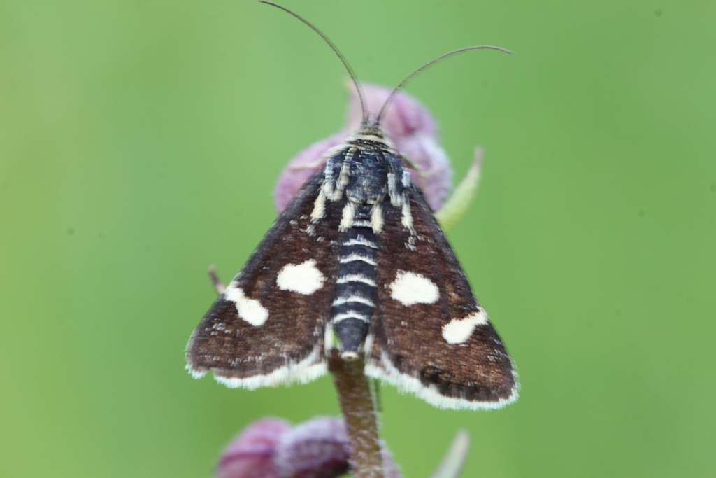 White-spotted Black