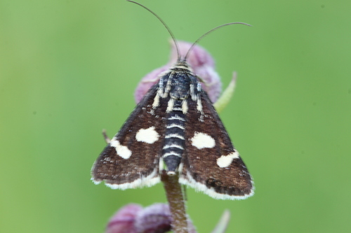 White-spotted Black