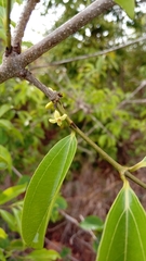 Strychnos madagascariensis