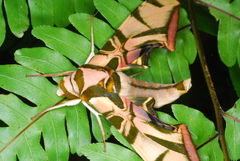 Batocnema coquerelii