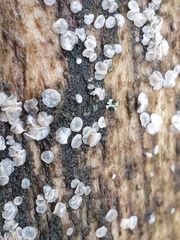 Dermateaceae