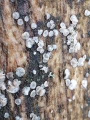 Dermateaceae