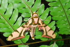 Batocnema coquerelii