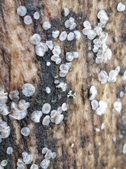 Dermateaceae