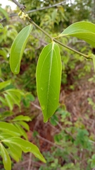 Strychnos madagascariensis