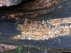 Dermateaceae