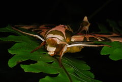 Batocnema coquerelii