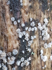 Dermateaceae