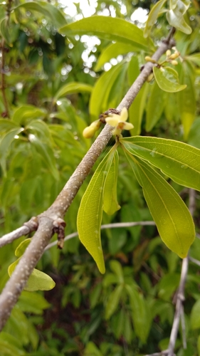 Black Monkey Orange