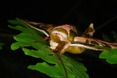 Batocnema coquerelii