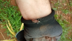 Naupactus rivulosus
