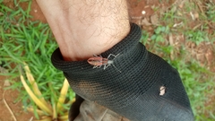 Naupactus rivulosus