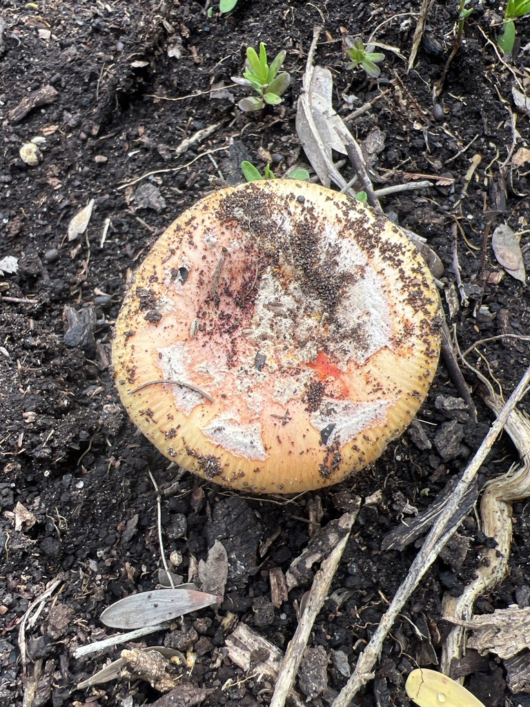 Amanita xanthocephala · September 2025 · photo: © elapidwildlife (iNaturalist, cc-by)