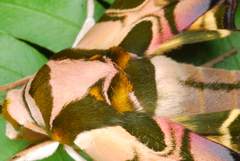 Batocnema coquerelii
