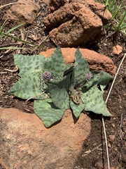 Ledebouria ovatifolia ovatifolia