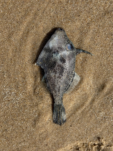 Rough leatherjacket (Scobinichthys granulatus) — Monacanthidae — 3