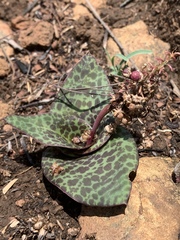 Ledebouria ovatifolia ovatifolia