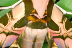 Batocnema coquerelii