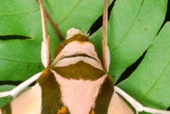 Batocnema coquerelii