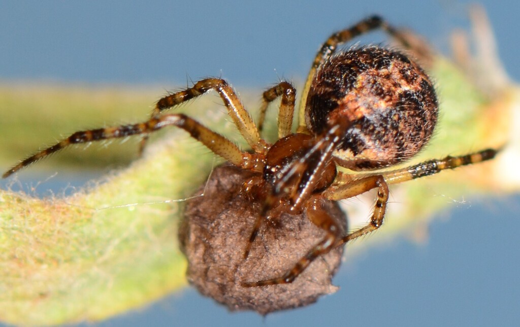 Purcell's Theridion Comb-Feet Spider