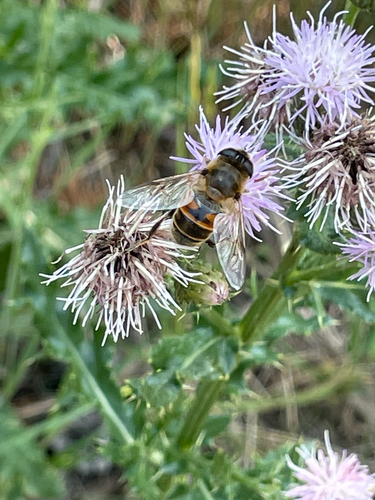 Unknown species found near Clear Lake Trail, Yellowstone National Park, WY, US