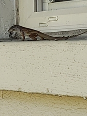 Anolis sagrei