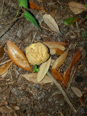 Fungi