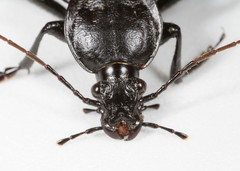 Carabus vinctus